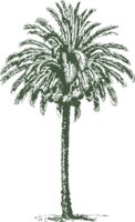 johnny automatic date palm