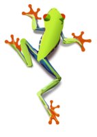 treefrog 1