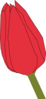 Machovka tulip2