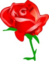 tomas arad red rose